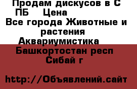 Продам дискусов в С-ПБ. › Цена ­ 3500-4500 - Все города Животные и растения » Аквариумистика   . Башкортостан респ.,Сибай г.